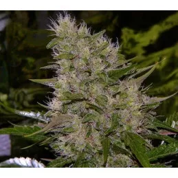 Critical Mass