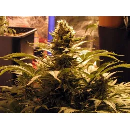 G13 x Widow