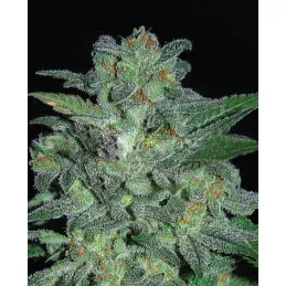 Northern Lights