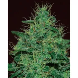 Amnesia Haze Auto