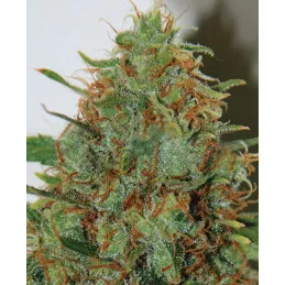 Expert Haze
