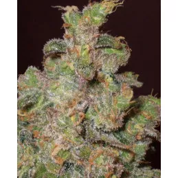 Funky Skunk
