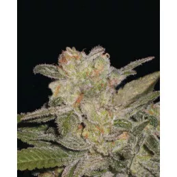 Northern Lights Auto