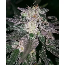 Gorilla Cookies