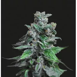 Moscow Blueberry