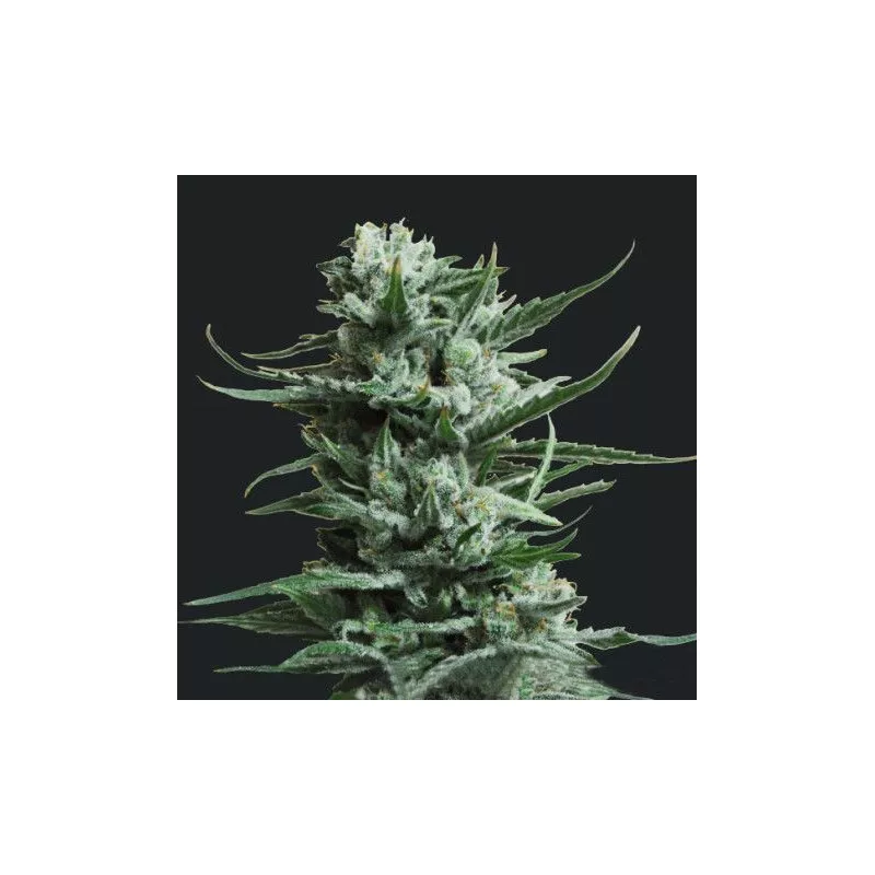 Siberian Haze