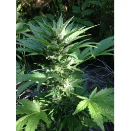 Auto Haze