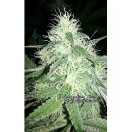 Canadian Cream