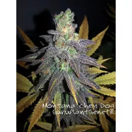 Montana Chem Dog