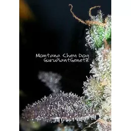 Montana Chem Dog