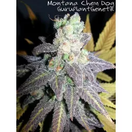Montana Chem Dog