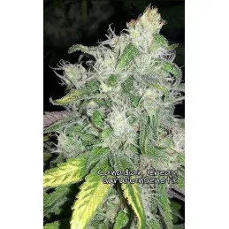 Canadian Cream