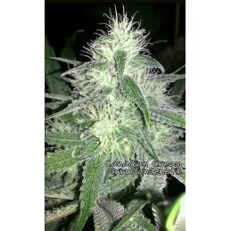 Canadian Cream