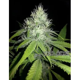 Lemon Denver
