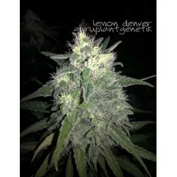 Lemon Denver