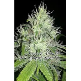 Lemon Denver