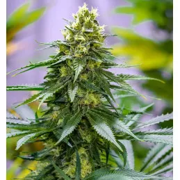 Green Avenger