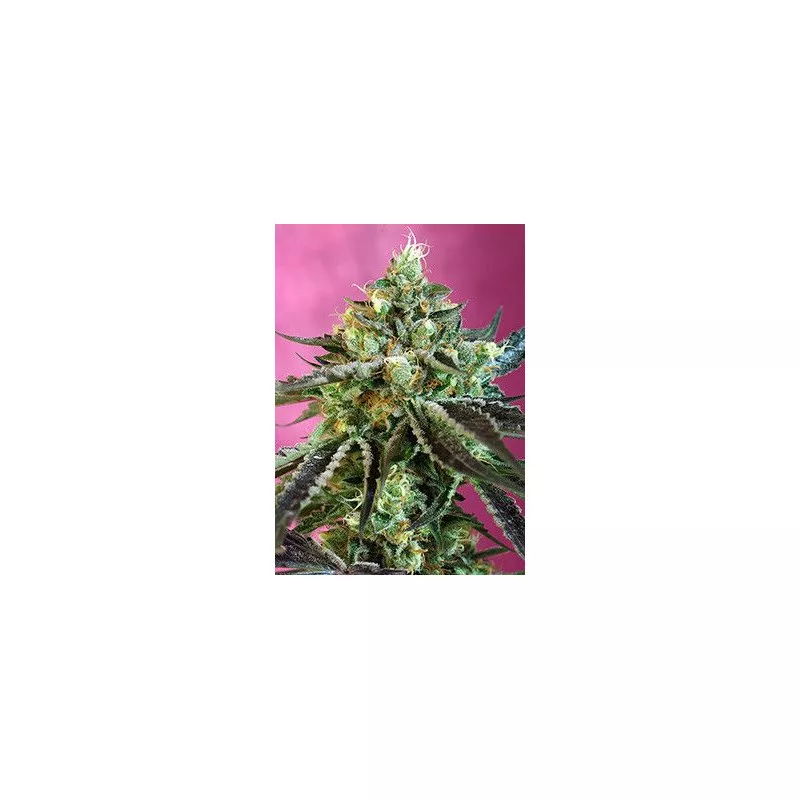 Sweet Nurse Auto CBD