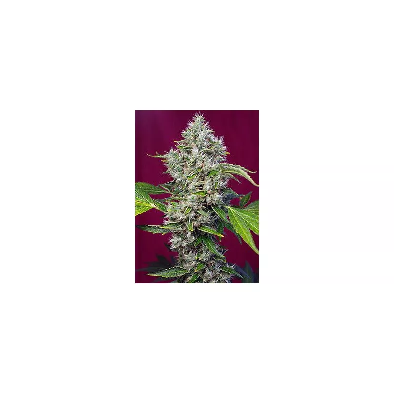 San Fernando Lemon Kush