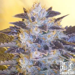 Grape OG The Cali Connection