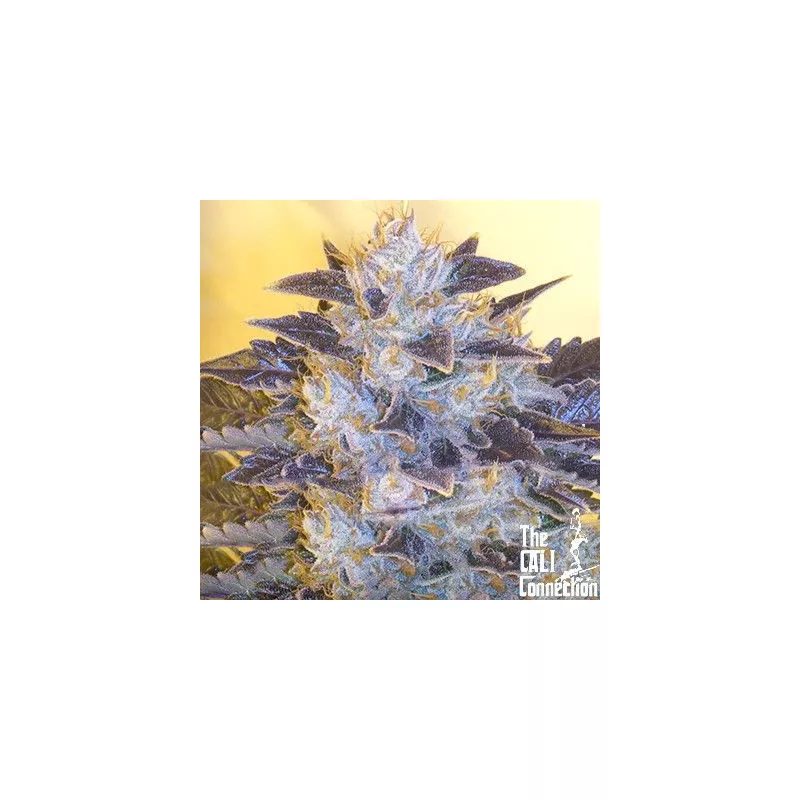 Grape OG The Cali Connection