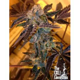 LA Cookies The Cali Connection
