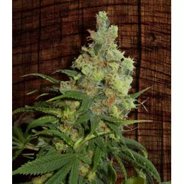 Neil Haze