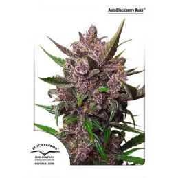 Auto Blackberry Kush