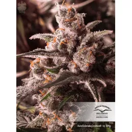 Auto Colorado Cookies