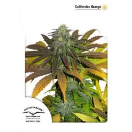 California Orange 