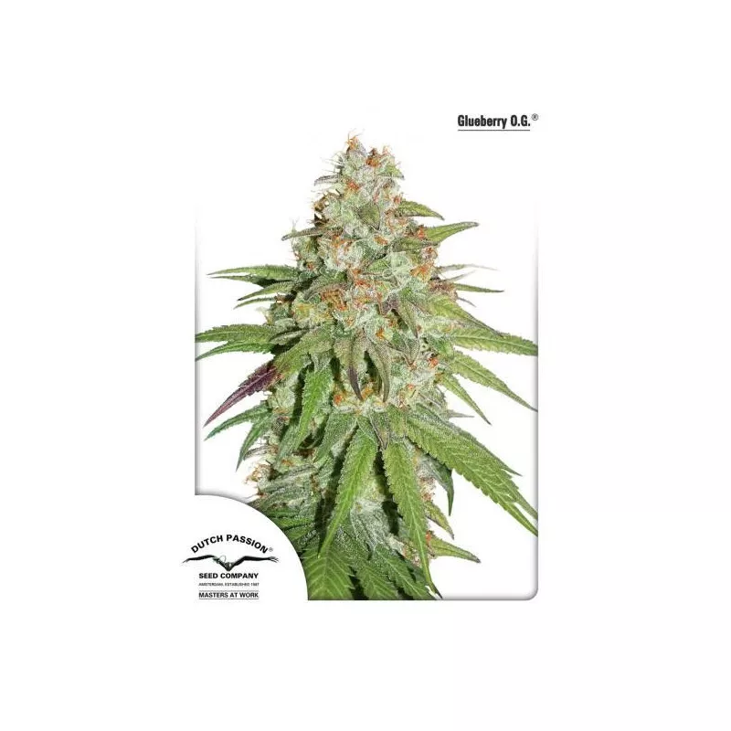 Glueberry O.G.
