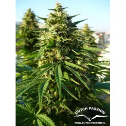 Frisian Dew 
