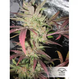 Masterkush