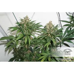 Masterkush