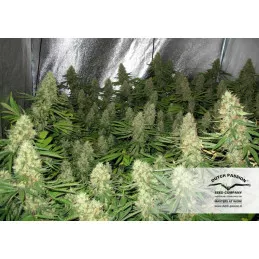 Power Plant 