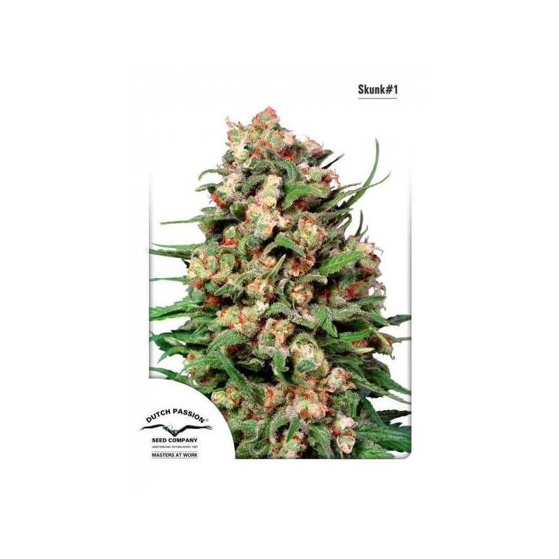 Skunk 1 Skunk 1