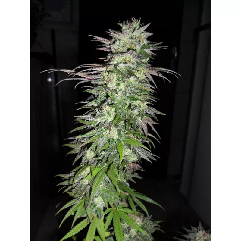 SnowBud 