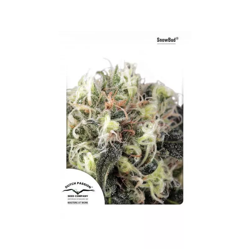 SnowBud 