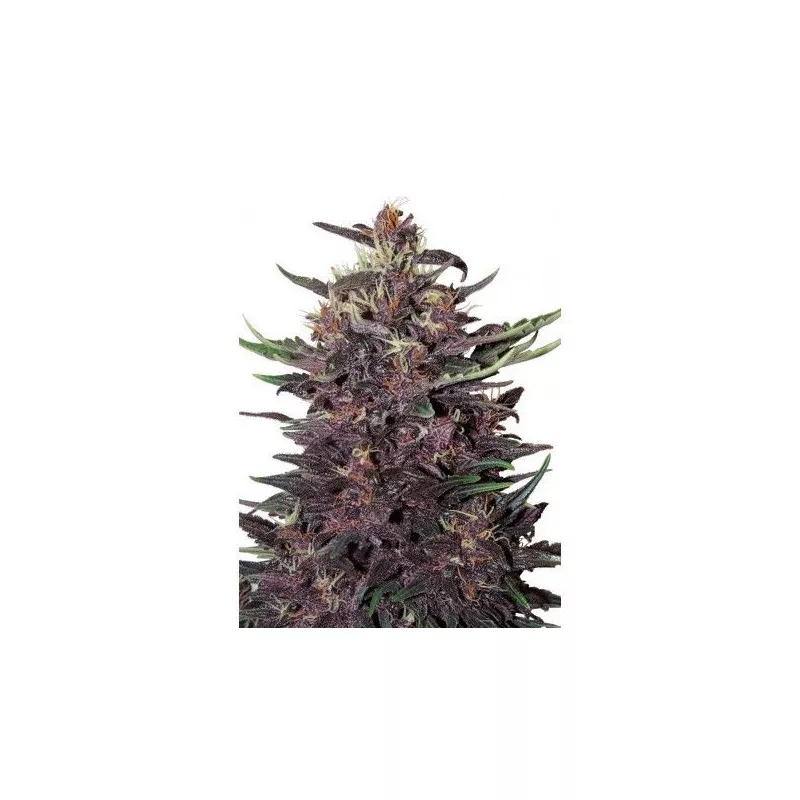 Buddha Purple Kush Auto
