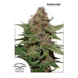 Strawberry Cough 