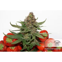 Strawberry Cough 