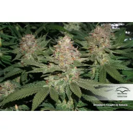 Strawberry Cough 