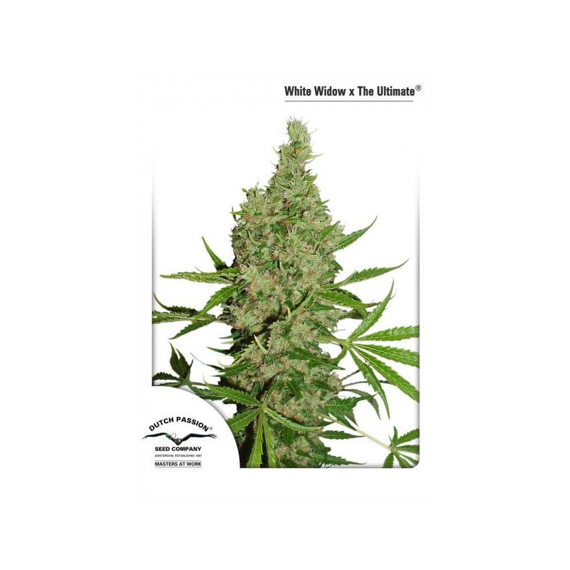 White Widow x The Ultimate White Widow x The Ultimate