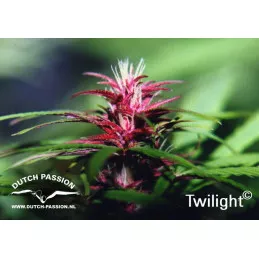 Twilight 