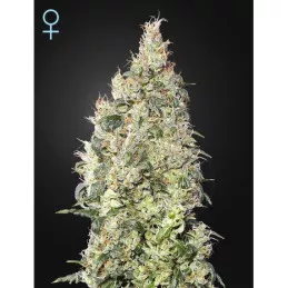 Great White Shark CBD