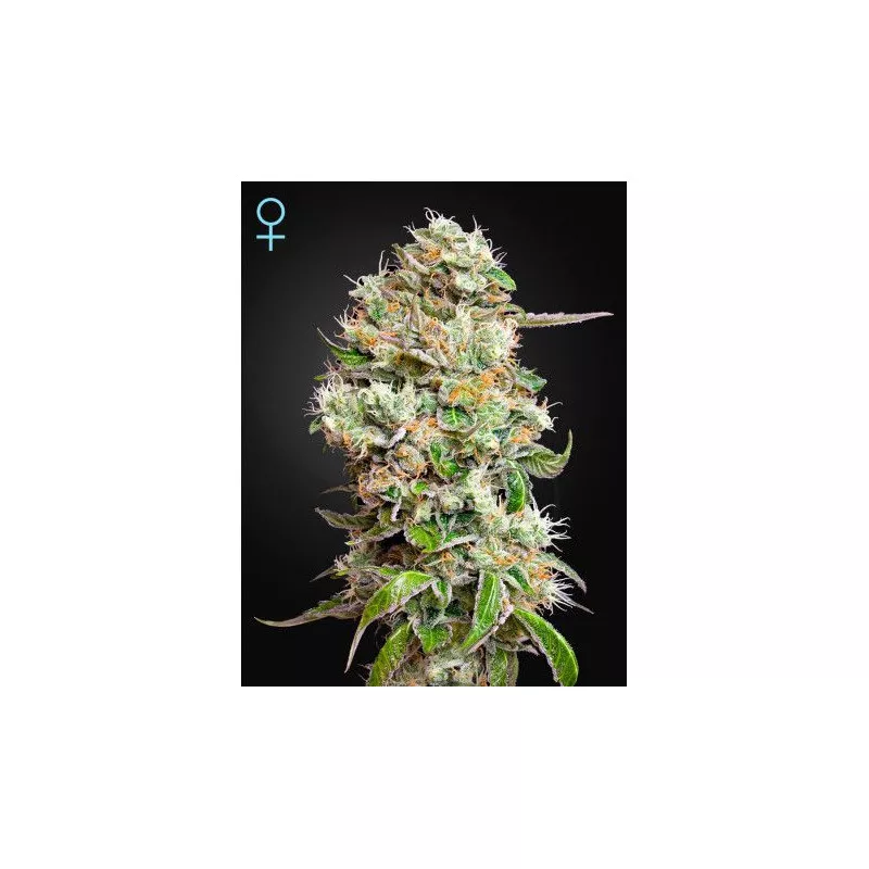 King's Kush Auto CBD