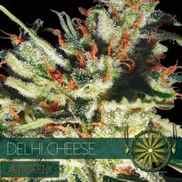 Delhi Cheese AutoFem