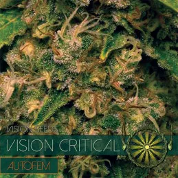 Vision Critical Autofem