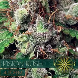 Vision Kush AutoFem