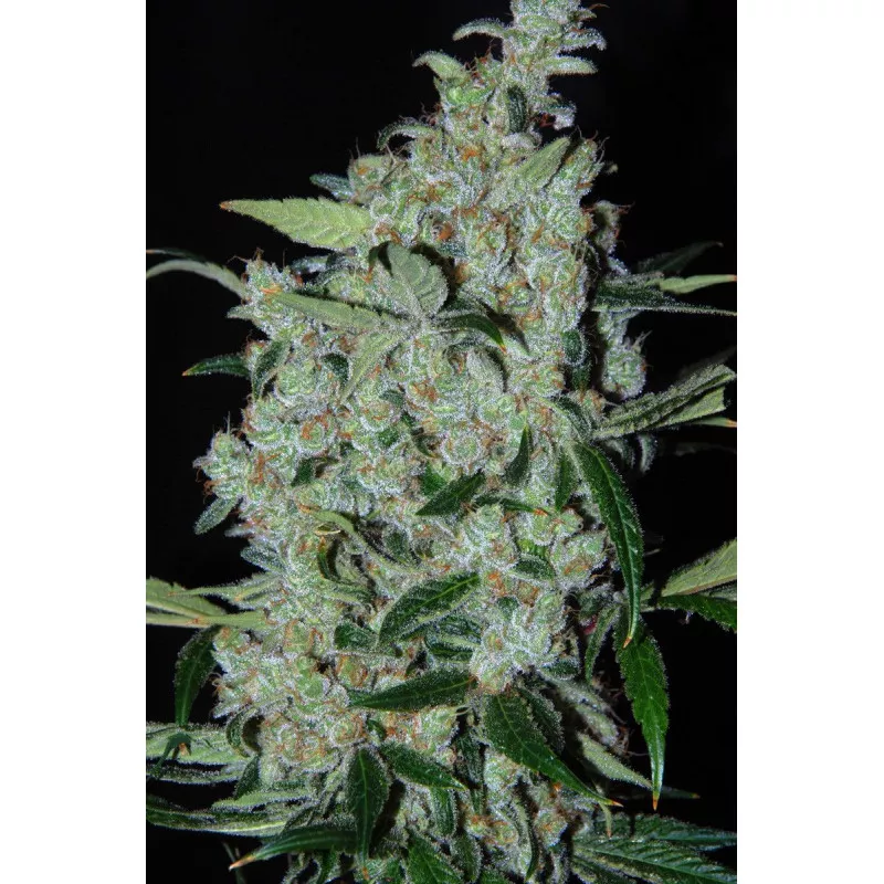 Purple Mexican